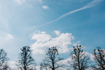 Misteln in kahlen Bäumen vor blauem Wolkenhimmel