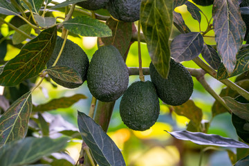 New harvest on avocado trees plantations on La Palma island, Canary islands, Spain