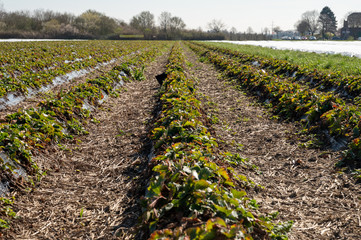 Spring fields with rows of young strawberry plants growing outdoor on soil beds covered with white plastic film