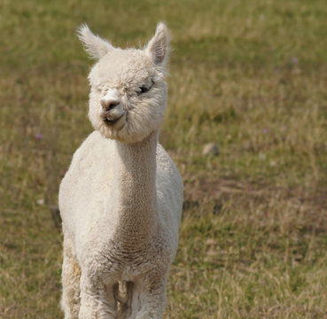 A young alpaca has a beautiful headful of white fluffy wool that covers its eyes.