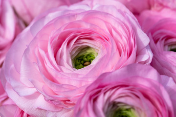 a close-up of a beautiful pink ranunculus flower