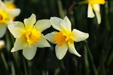 TWO DAFFODILS