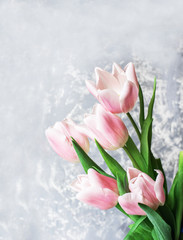 Beautiful pink tulips on a light background.