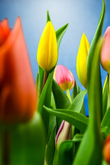Wunderschöne Tulpen zu Ostern