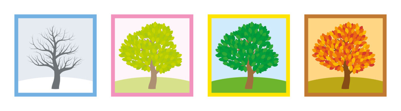 Four seasons. Trees in winter, spring, summer and fall with different foliage in typical colors and shades while the leaves turn throughout the course of a year. Vector illustration.