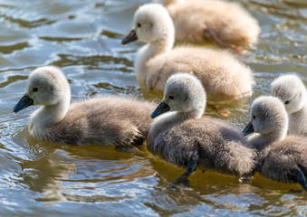 One week old mute swan babies swimming on a small pond in southern Germany