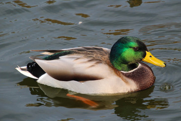 Duck is swimming in the pond