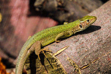 Naklejka na ściany i meble Colorul lizard is warming on the wooden branch
