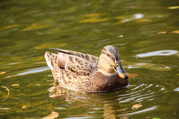 Gray duck is swimming in the pond