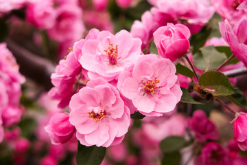 Fototapeta na wymiar Close up view of beautiful cherry blossom flowers