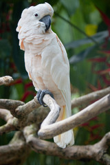  Cute pale pink parrot. Bird, beak, cockatoo, zoo, chic, ornithology