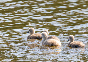 One week old mute swan babies swimming on a small pond in southern Germany