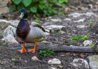A mallard duck in a forrest in southern Germany