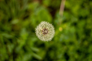 A Dandelion