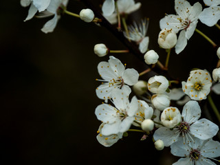 Fototapeta na wymiar OLYMPUS DIGITAL CAMERA - SPRING FLOWERS