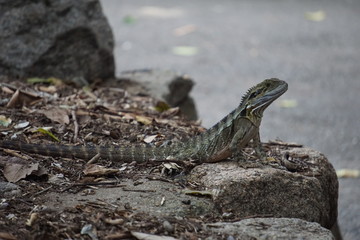 Australian lizard at Lone Pine Koala Sanctuary
