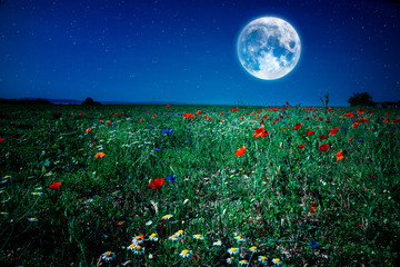 wild flower poppy field meadow at night with moon and stars