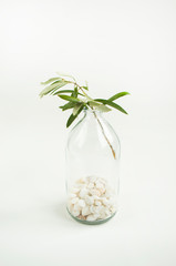 An olive branch in a vintage glass bottle on white wall background.