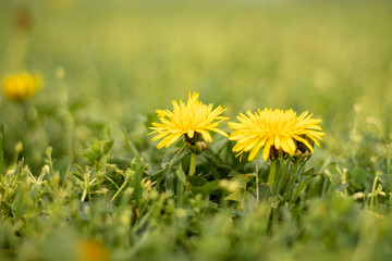 Yellow Flower Field