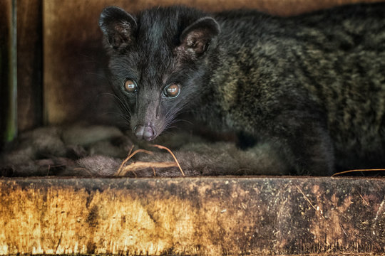 Close-up musang animal.Beautiful, coffee animal, cute creatures eating coffee beans, coffee kopi luwak
