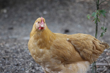 Golden Chicken