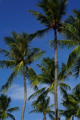 Fototapeta na wymiar Palms in Paradise