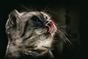  A cat of Scottish breed licks its nose. Animal, cute, domestic cat, beautiful, gray