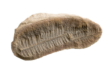 Fern Fossil Imprint