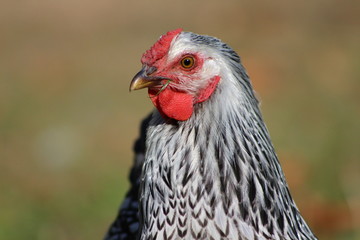 Chicken Portrait