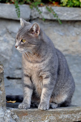 Nice gray cat looking sideways