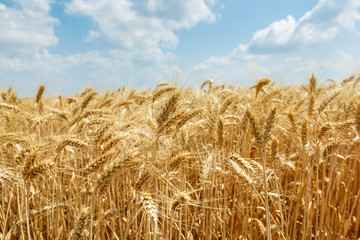 Ripe wheat field