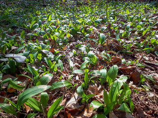 Wild garlic (Allium ursinum) or bear garlic carpet growing in forest in spring.