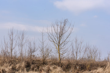 tree in the field