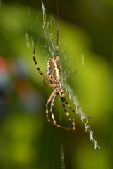  Spider weaves a web close-up. Animals, tropics, danger, variety
