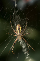 Spider weaves a web close-up. Animals, tropics, danger, variety, paws, cobweb, arthropod. Spider in the wild in a tropical belt.