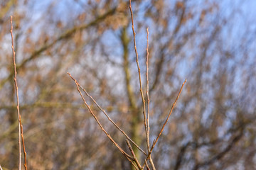 Fototapeta premium flowers on a background of blue sky