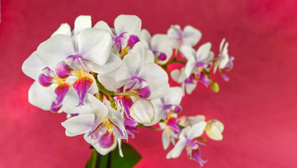 Fototapeta na wymiar Delicate bouquet of white flowers of orchids on a pink background. Orchid flowers close-up, natural background.