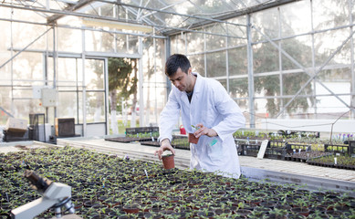 Agronomist taking care of seedlings in greenhouse