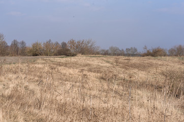 Obraz premium field of wheat