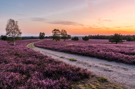 Morgend&auml;mmerung in der L&uuml;neburger Heide
