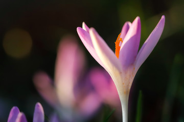 Fototapeta Wiosna, krokus w ogrodzie w zbliżeniu i rozmytym tle bokeh obraz