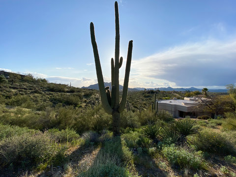 blue sky mountain cactus in desert © Kurt