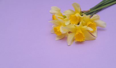 Yellow narcissus on violet background.