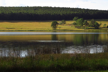 Fish ripples in a calm dam with late afternoon sunshine on the hillside opposite.