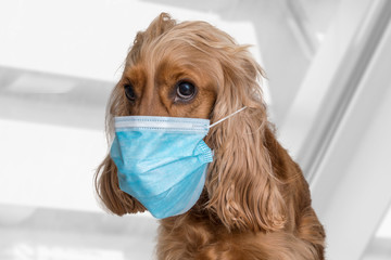 Dog with medical face mask