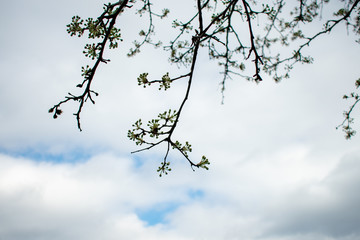 White Tree Buds and Limbs on a Cloudy Sky