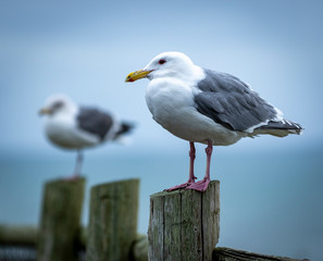 Seagulls on the coast of Oregon USA