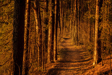 Dirt pathway in the spring forest at sunset