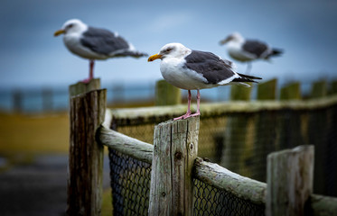 Seagulls on the coast of Oregon USA