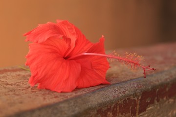 flor vermelha registrada no quintal de uma casa.